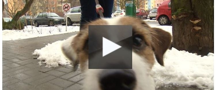 pies w poznaniu w tvn24